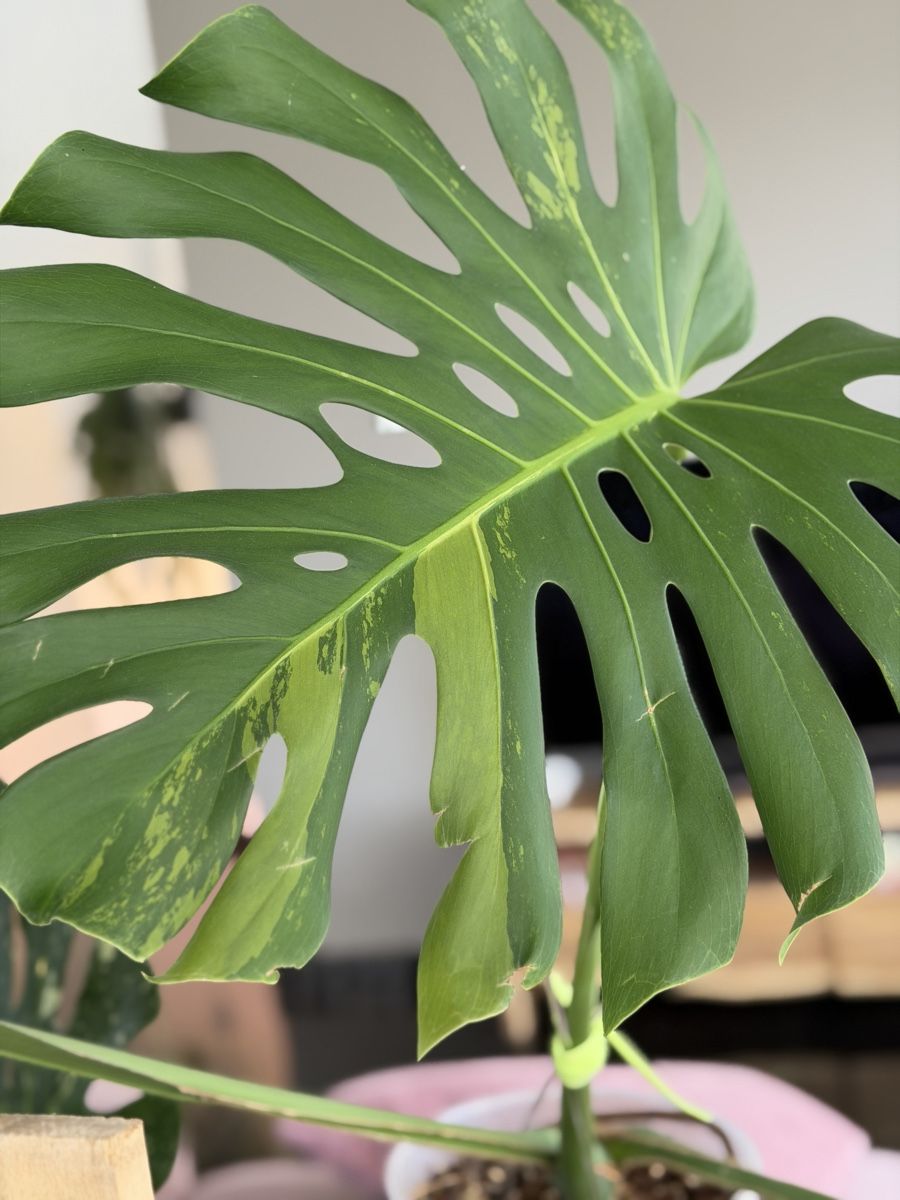 Piante & sementi: Monstera Green on Green Large Form – Nuovo (secondo la descrizione) da Buchrain venduto da Stetoscop 2