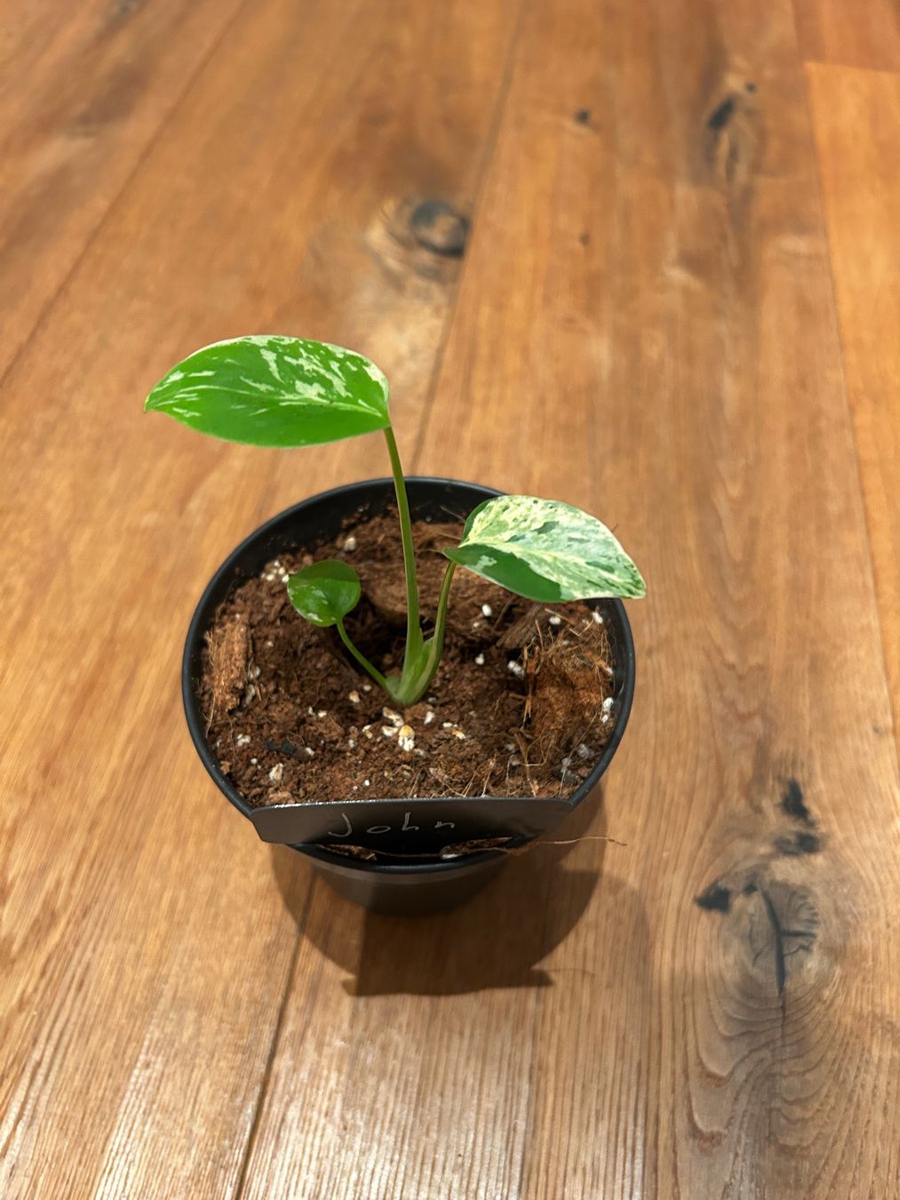 Piante & sementi: Monstera Bulbasur💚 – Nuovo e nell'imballaggio originale da Wattwil venduto da Mikesplantshop 1