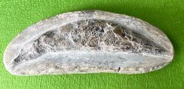 Ammonit Fossilien