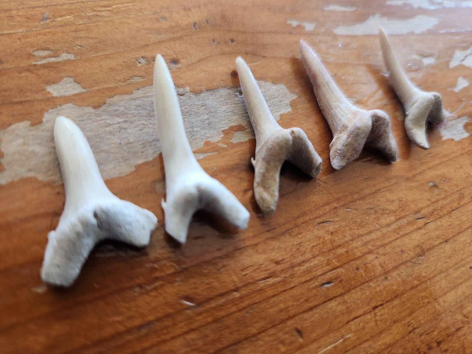 Fossili: Lot de 5 Dents de requin – Usato da Territet venduto da Cenh 1