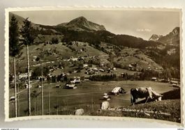 Les Diablerets - Palette d'isenau, vaches au pré