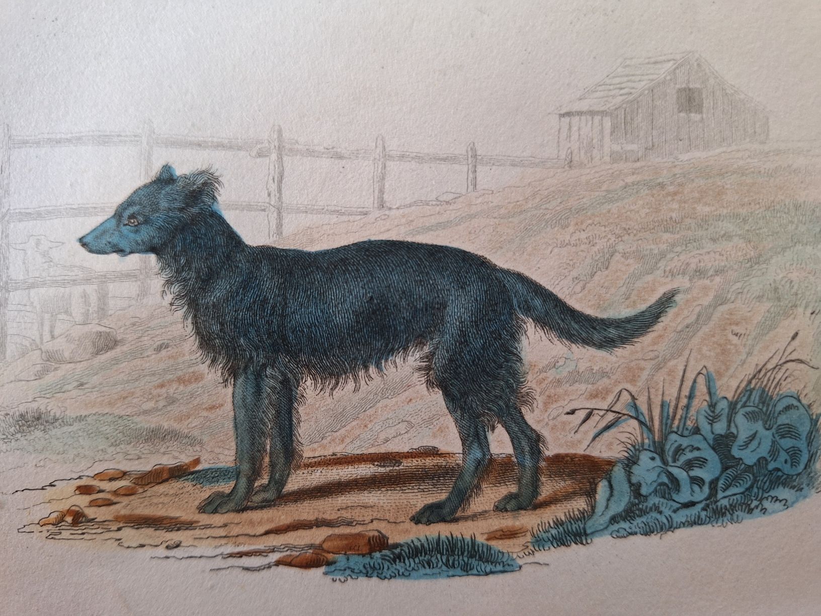 Incisioni: LE CHIEN DE BERGER  LE MATIN – Usato da Bevaix venduto da bohrap 2