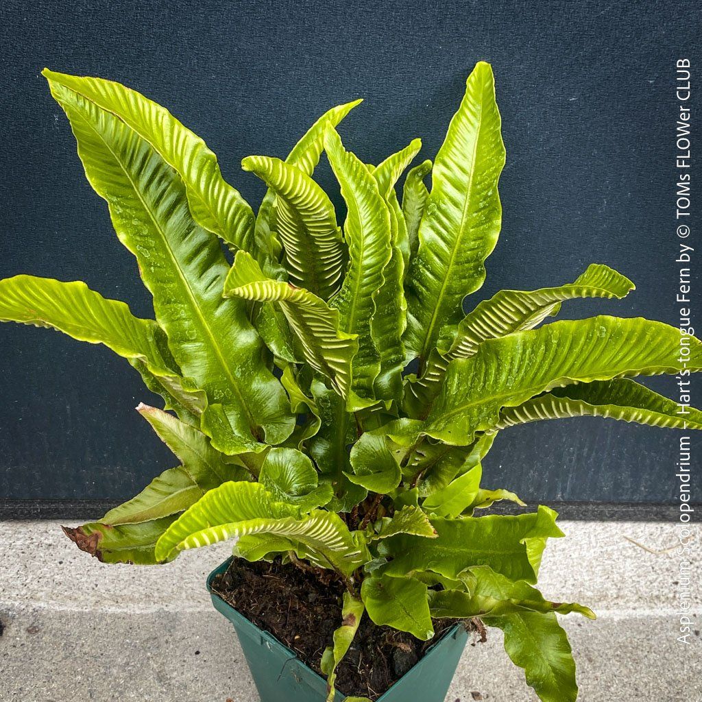 Piante & sementi: ASPLENIUM SCOLOPENDRIUM - immergrüner HIRSCHZUNGENFARN – Nuovo e nell'imballaggio originale da Adliswil venduto da astom369 2
