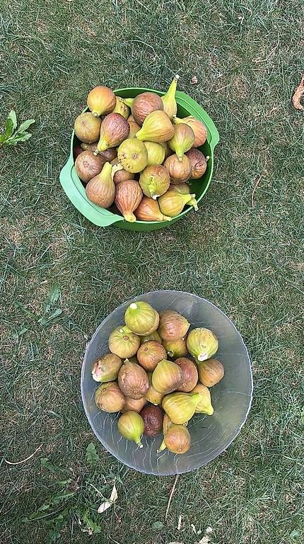 Piante & sementi: Grosser Feigenbaum GRATIS abzugeben – Usato da Thun venduto da Valu92 3