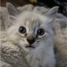 Profile image of CuriousCat