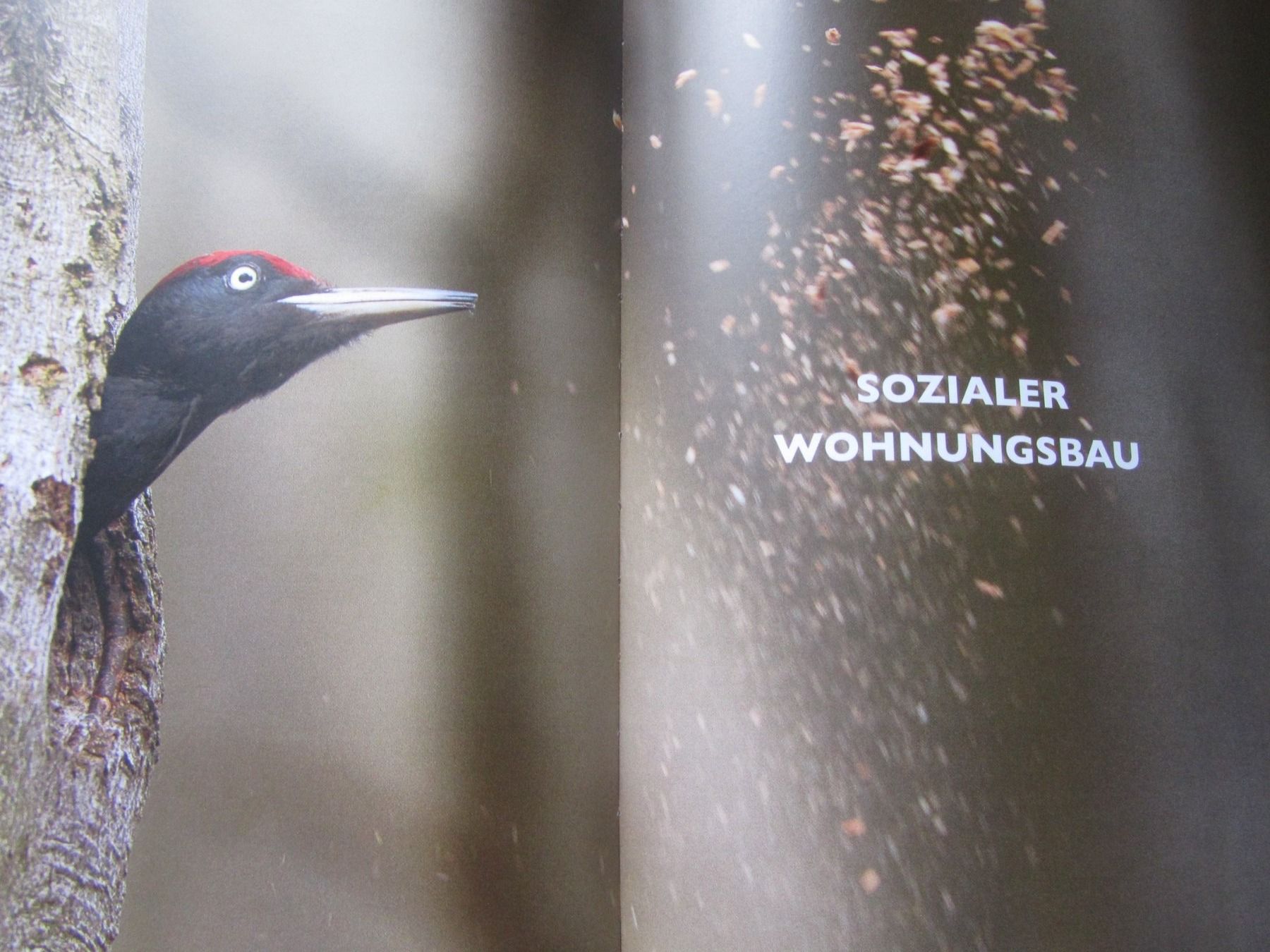 Bücher: Das geheime Leben der Bäume  - Peter Wohlleben – Gebraucht aus Seengen von  7