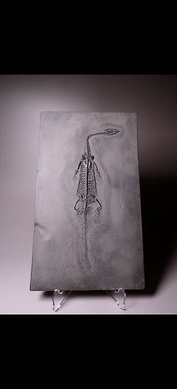 Fossili: Keichousaurus Fossil (trächtig) – Usato da Abtwil AG venduto da dca_gch7
