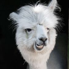 Profile image of YksiOlutKiitos