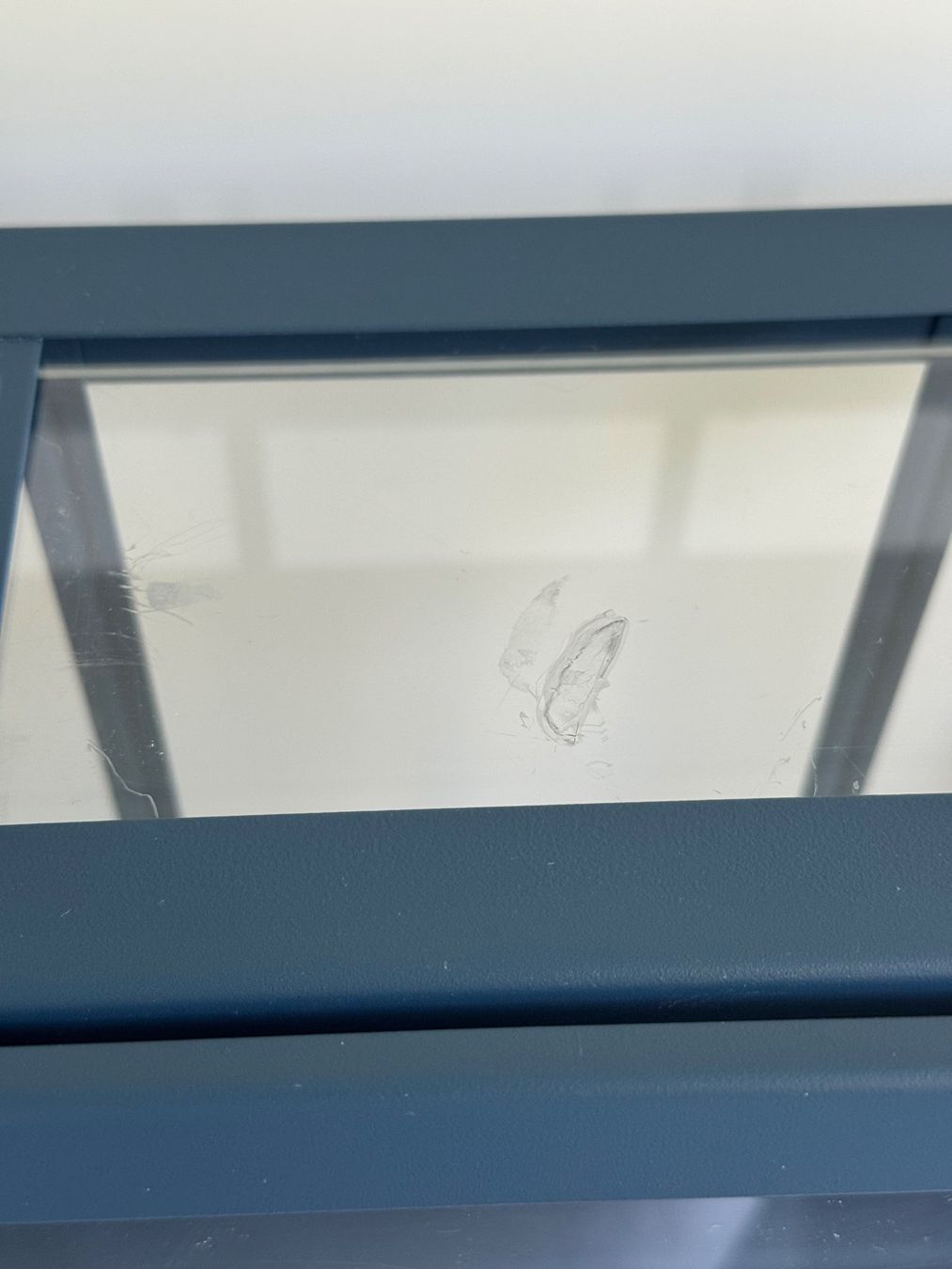 Ikea Cabanes de jardin & serres: Ikea Åkerbär mini Gewächshaus gebraucht – D'occasion à Goldau par pflanzly 4