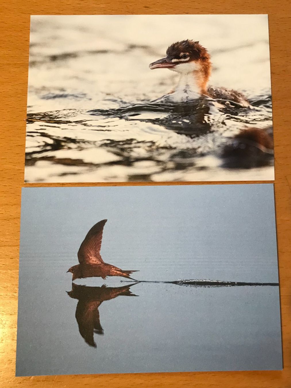 Cartoline postali: 2x Postkarten Vögel Gänsesäger Mauersegler – Usato da Luzern venduto da mey_s13