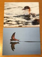 2x Postkarten Vögel Gänsesäger Mauersegler