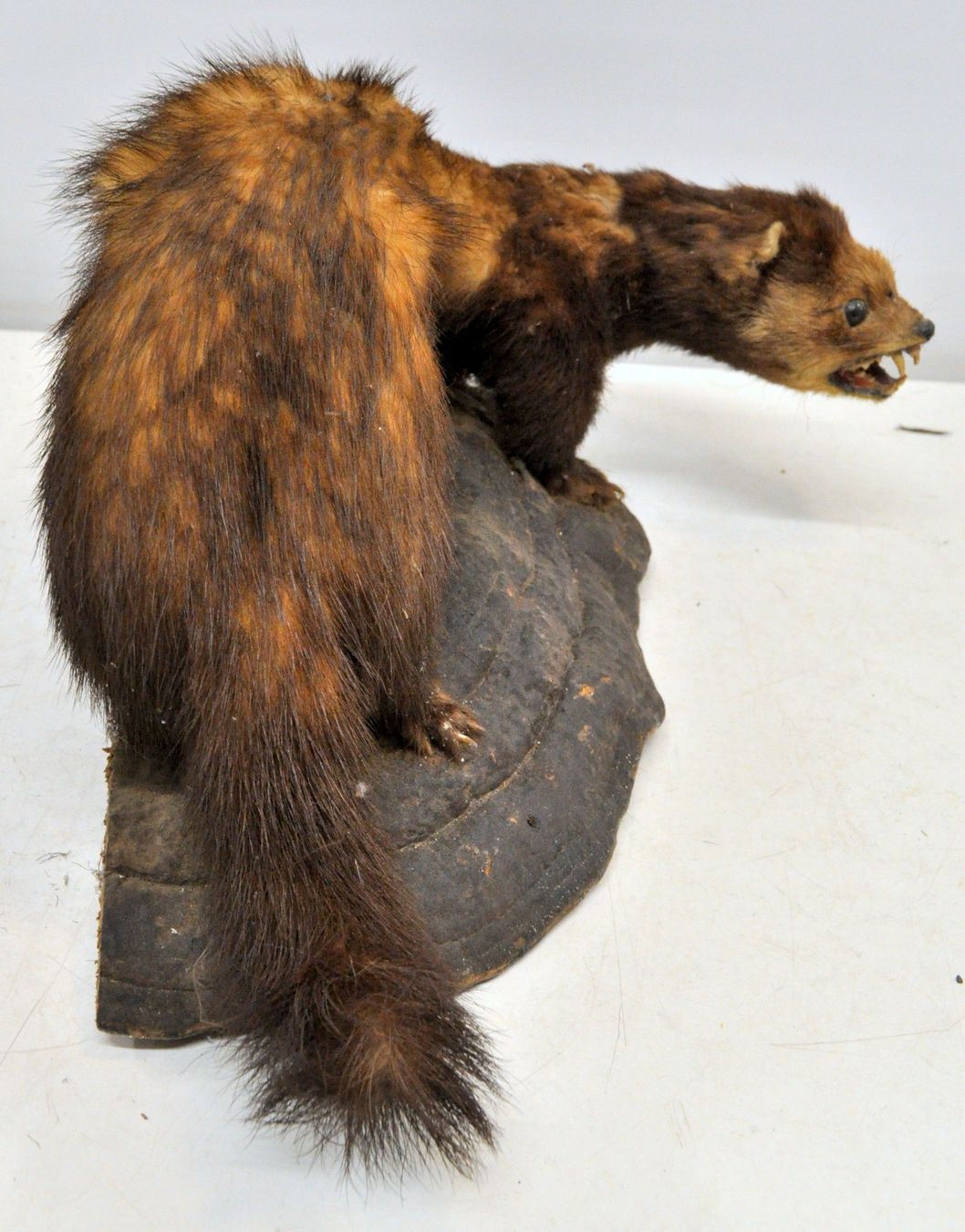 Welt der Tiere: Putois naturalisé – Gebraucht aus Neuchâtel von Neuchatel 6