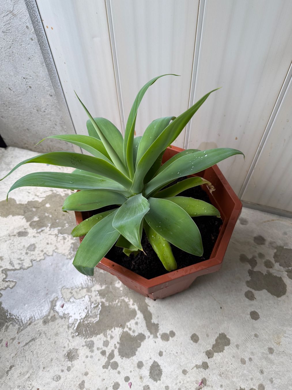 Plantes & graines: Wunderschöne und gesunde Agave – Neuf (Voir description) à Niederhasli par MT660 1