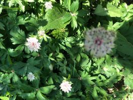Grosse Sterndolde einheimisch , mehrjährig , Insekten Nahrun
