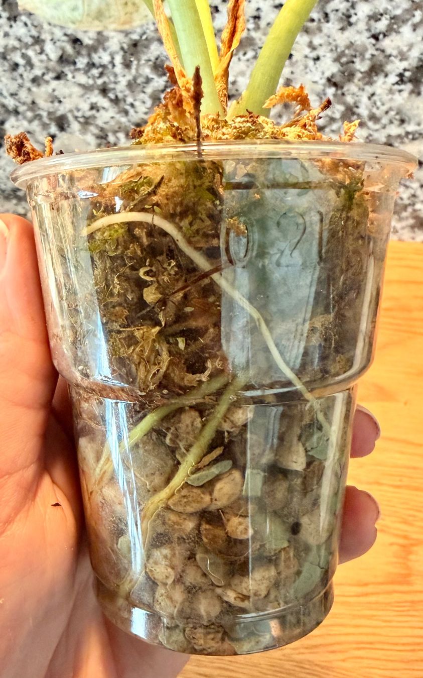 Pflanzen & Samen: Alocasia Dragon Scale Mint – Gebraucht aus Kaiseraugst von dka_b97z 3