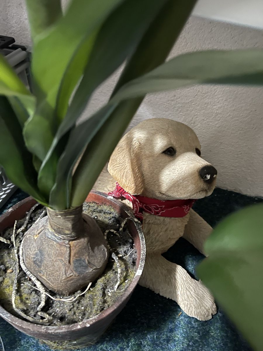 Figurines: Welpenfigur/Hund – D'occasion à Aarberg par Trudi.70 2