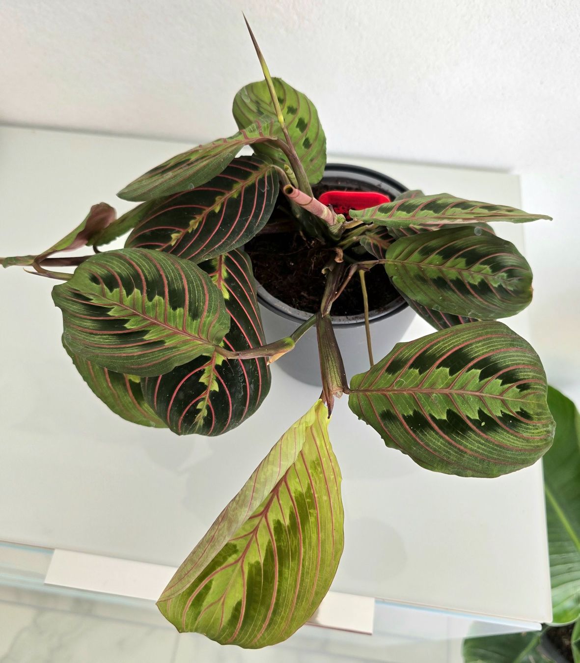 Plantes & graines: Wunderschöne Maranta leuconeura 'Fascinator' (Gebetspflanze) – Neuf (Voir description) à Aarburg par Glitzerschein 4