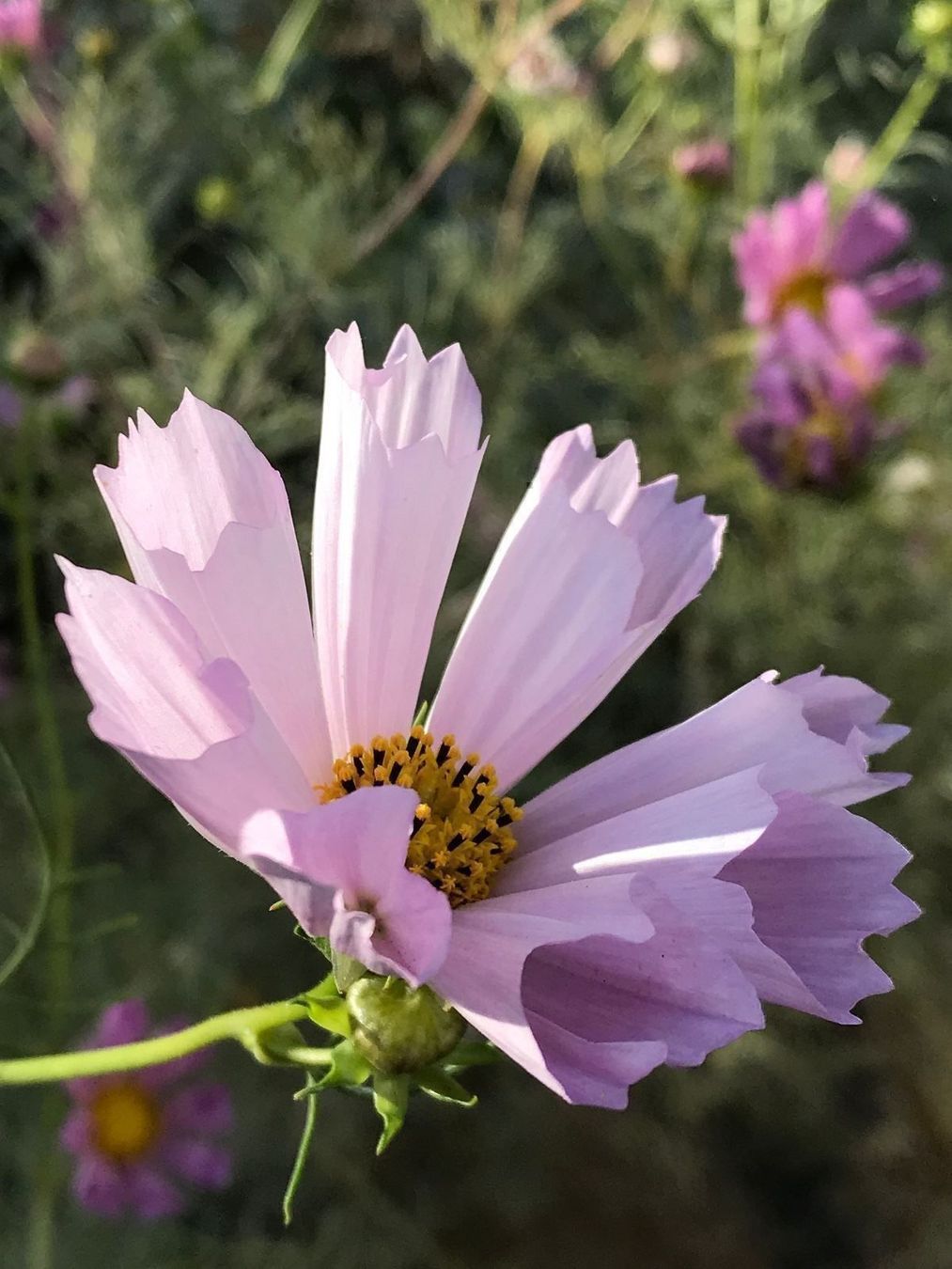 Piante & sementi: 100 Samen Cosmea SEA SHELLS Schmuckkörbchen – Nuovo (secondo la descrizione) da Ehrendingen venduto da VerveinaSamen 8