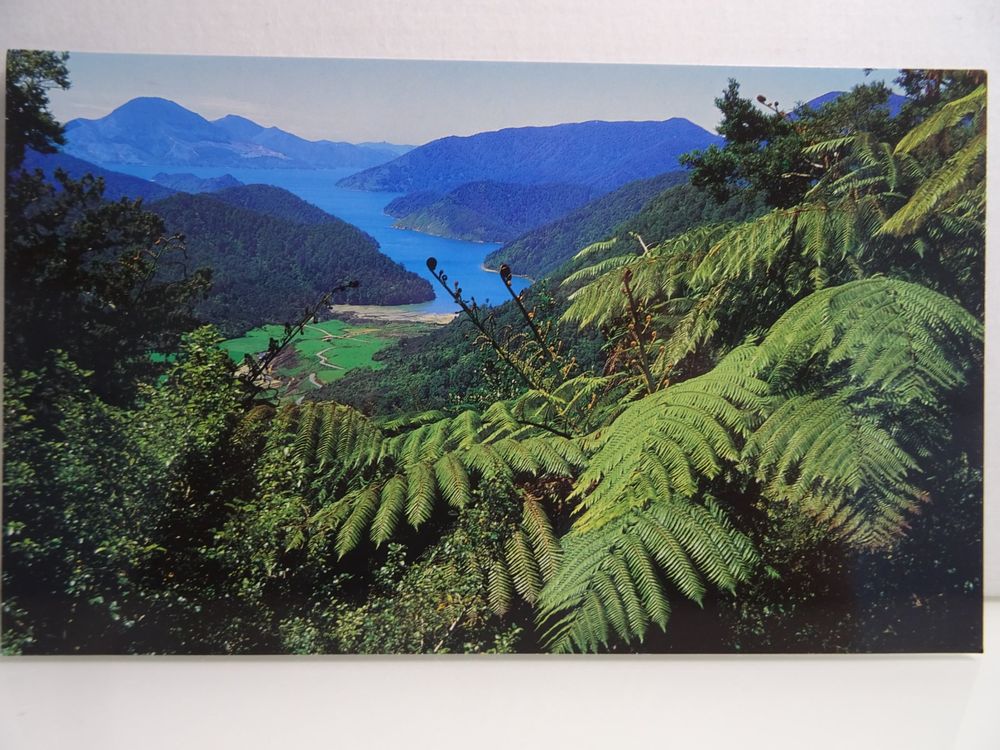 Neuseeland Postkarte Tennyson Inlet Marlborough Sounds (Neu (gemäss ...
