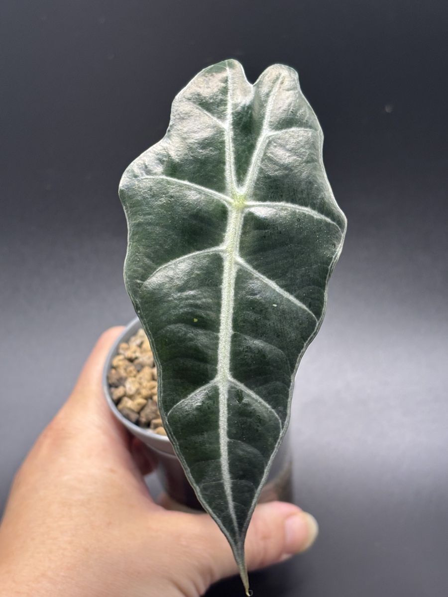 Pflanzen & Samen: Alocasia Amazonica (1-3) – Neu und originalverpackt aus Basel von Pink_White