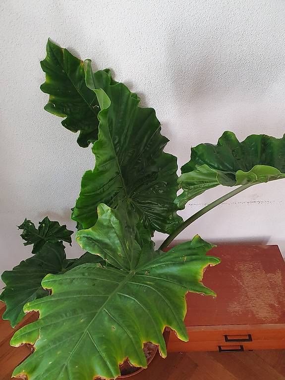 Piante & sementi: Grosse alocasia  – Usato da Olten venduto da stritten 1
