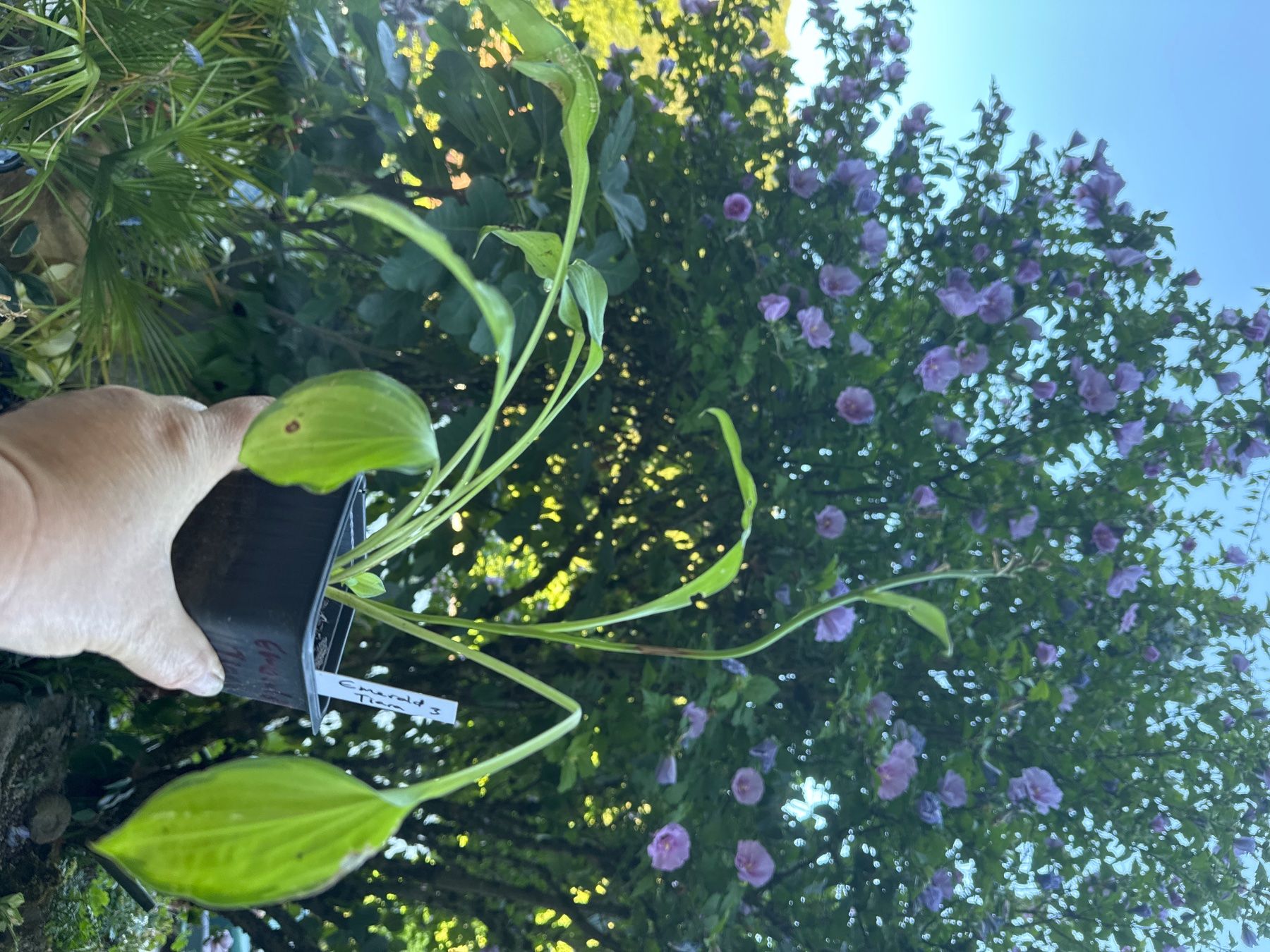 Piante & sementi: Hosta emerald tiara 3 – Usato da Lajoux JU venduto da Briard0 1