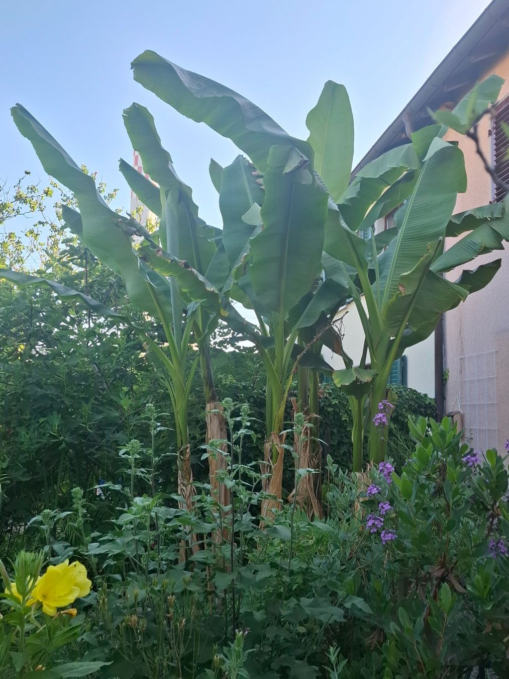 Piante & sementi: Winterharte Banane Musa basjoo – Usato da Zürich venduto da esap 4