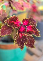 Coleus "Neon Vegas" Steckling 🌿🎆