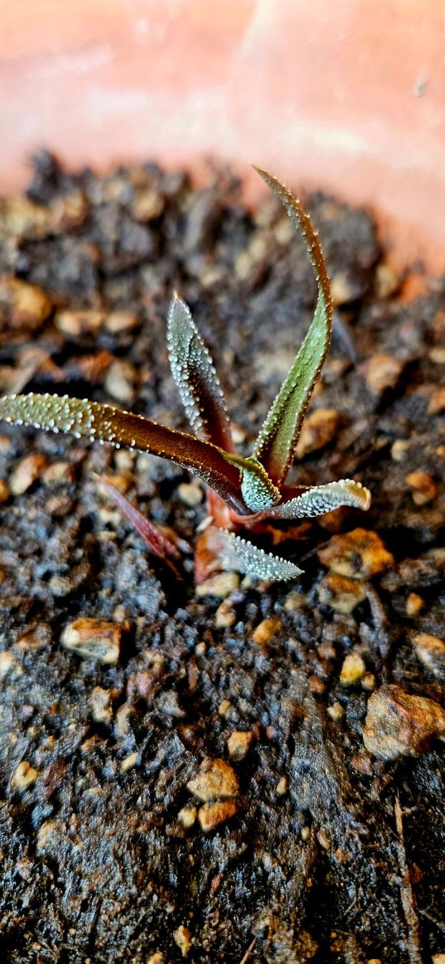 Plantes & graines: Haworthia concolor – Neuf avec emballage d'origine à Bütschwil par sr761 3