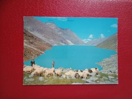 Mattmarksee Saastal Wallis belebte AK mit Schafherde (967)