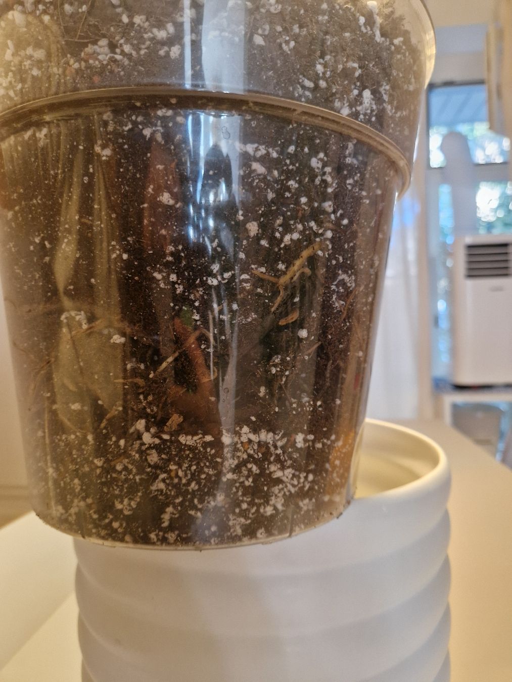 Pflanzen & Samen: Monstera Deliciosa Pflanze Large Form – Gebraucht aus Basel von Musawida 7
