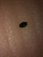 echt smaragt,,oval form,,dunckelgrün
