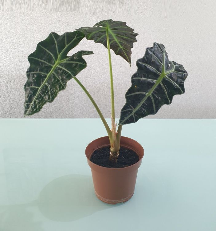 Elefantenohr Knollen - 3 Stück Winterharte Zierpflanzen