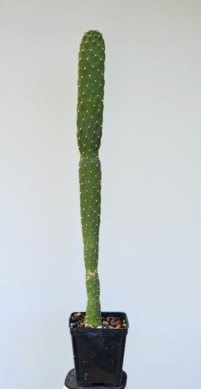 Piante & sementi: Consolea rubescens – Usato da Comano venduto da che_8lc2