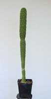 Consolea rubescens
