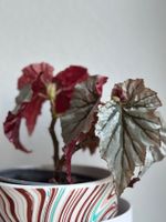 2x Begonia ‚Looking Glass‘