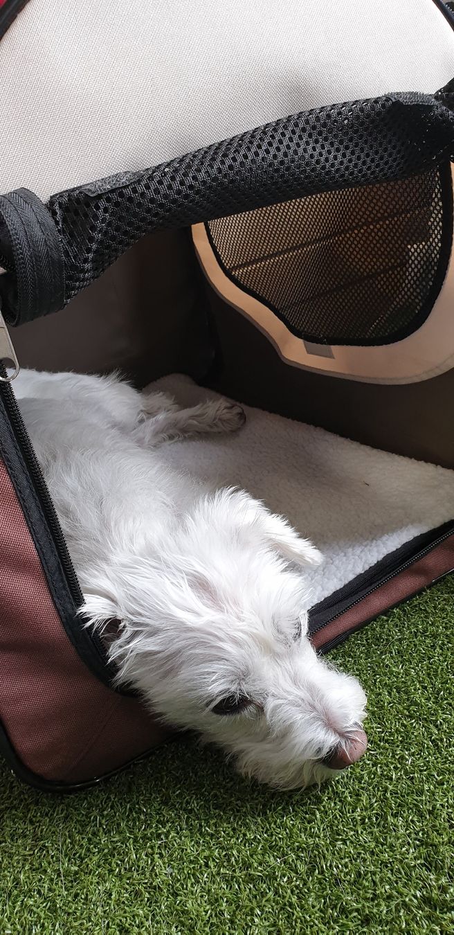 Cucce & Letti: stabile Stoffbox braun mit Tasche – Usato da Binz venduto da pia_ph77 3