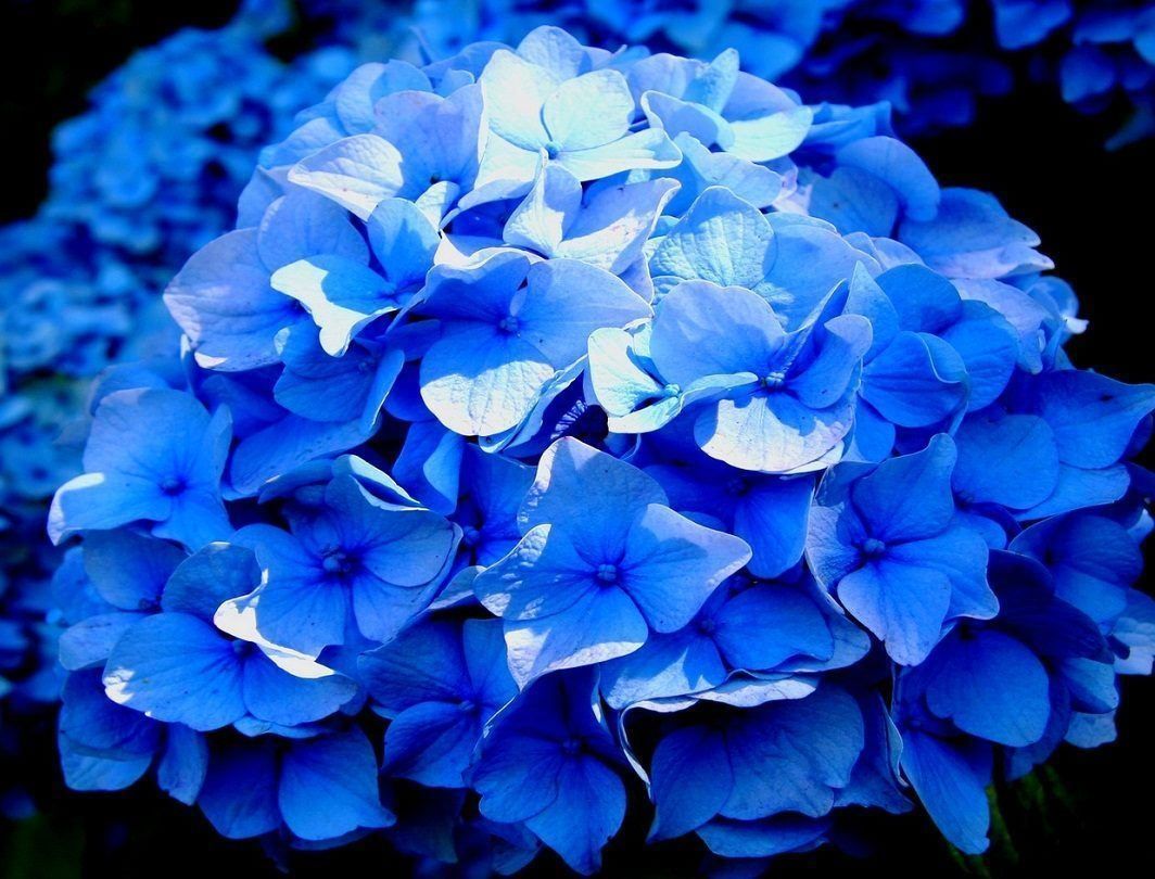 Piante & sementi: Hortensia 'Adria'   2x 20cm – Nuovo (secondo la descrizione) da Bremblens venduto da FIBONACCI369 1