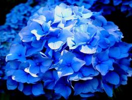 Hortensia 'Adria'   20cm