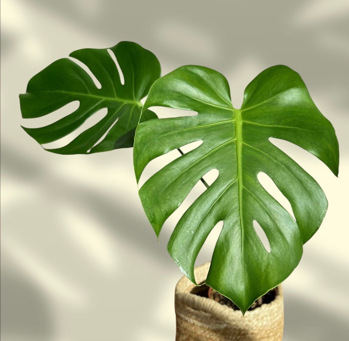 Pflanzen & Samen: Monstera Deliciosa😍 – Gebraucht aus Glattpark(Opfikon) von ste_n99y 9