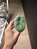Alocasia Nebula Silver Jungpflanze