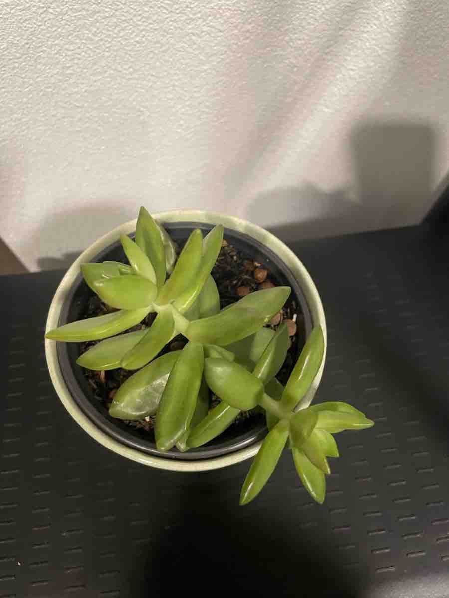 Piante & sementi: Succulent in Decorative Pot – Nuovo (secondo la descrizione) da Uster venduto da momogarden 1