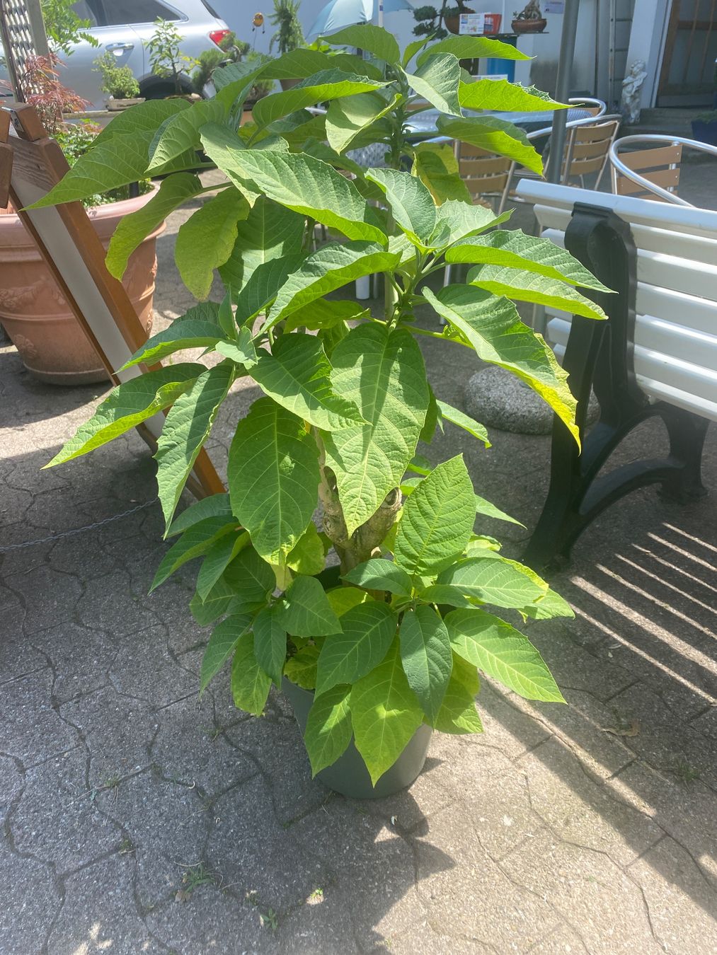 Plantes & graines: Gartenpflanzen – D'occasion à Krummenau par Schmudel 1