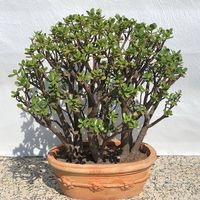 Crassula Ovata gross, 27 Jahre alt