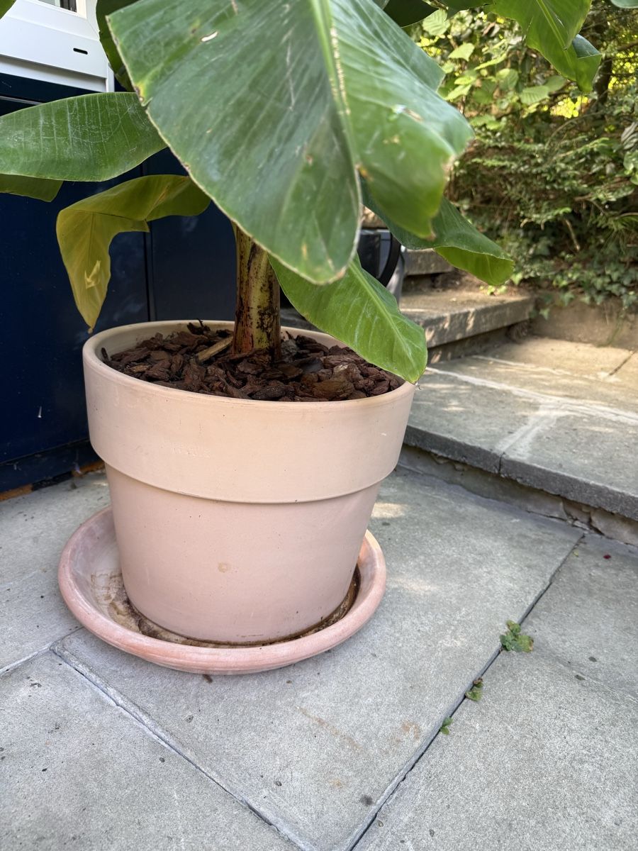 Plantes & graines: Bananenpflanze im Topf – D'occasion à St. Gallen par Red-Curry 3