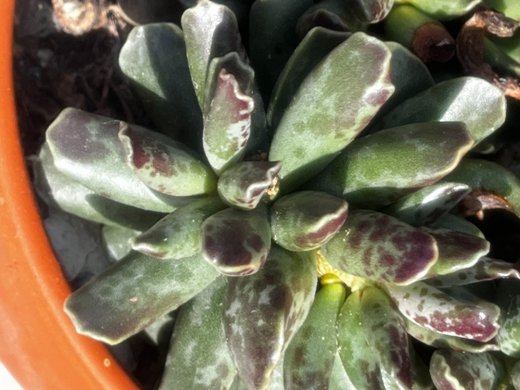 Pflanzen & Samen: Adromischus cooperi – Neu (gemäss Beschreibung) aus Vinelz von Wellensittich55