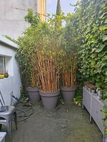 Plantes de jardin avec pot