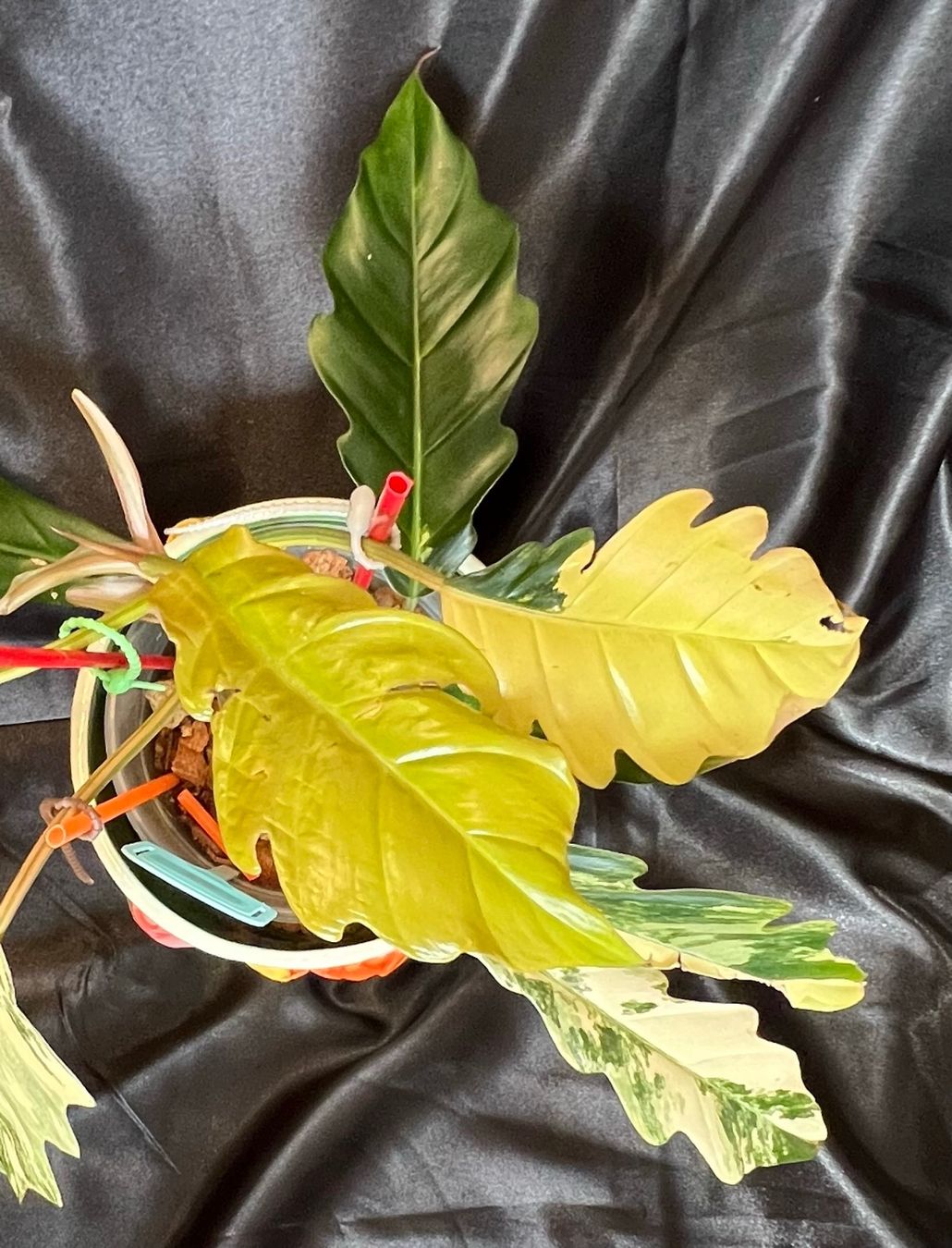 Pflanzen & Samen: Philodendron caramel marble variegated – Gebraucht aus Zofingen von Erfolg1957 2