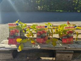 3x Fragaria ananassa – Süsse Gartenerdbeeren für Garten