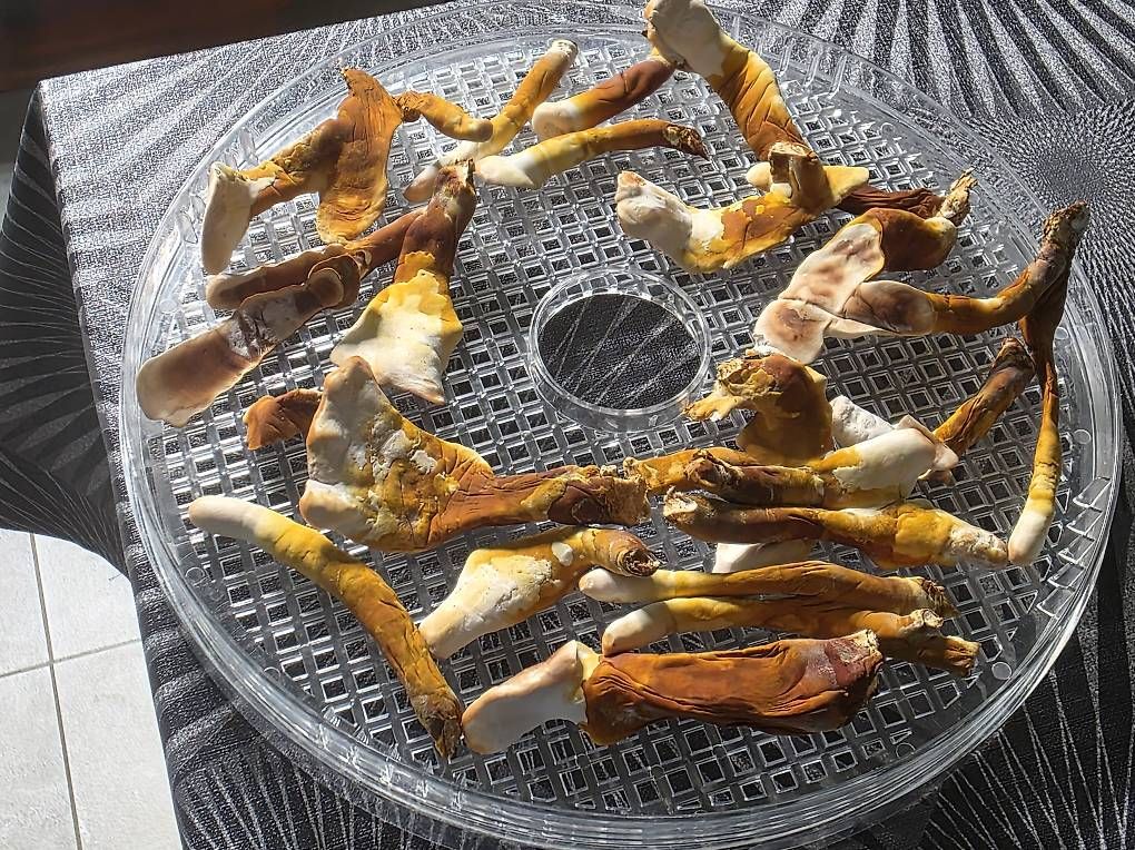 Materiale per modellare: Reishi ? Ganoderma lucidum (Lingzhi)  – Usato da Bavois venduto da red_r2tm 1